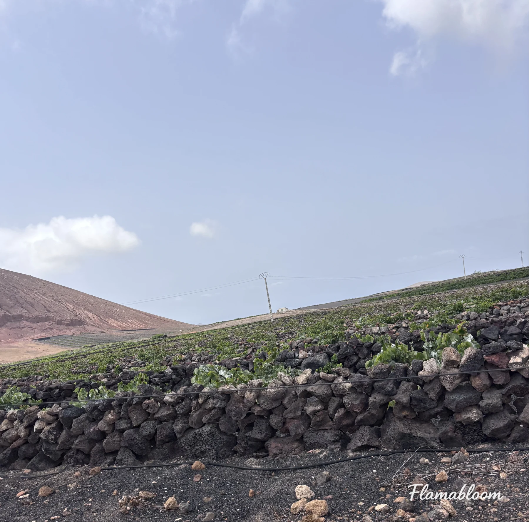 Những bức tường thấp bằng đá núi lửa đen bao quanh các luống cây ở Lanzarote.