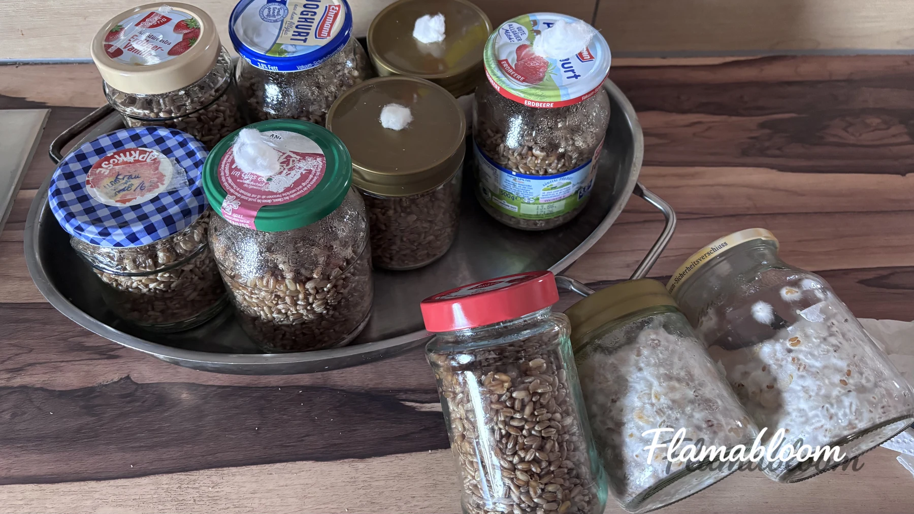 Nhiều lọ hạt lúa mì và dụng cụ được đặt trên bàn trước khi nhân giống nấm.