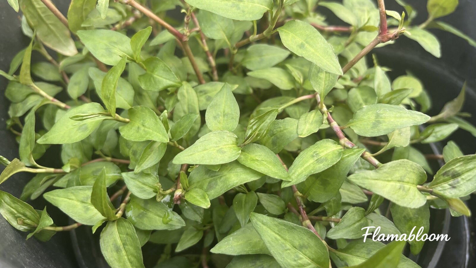 Một chậu rau răm xanh tốt trong khu vườn ở Đức.