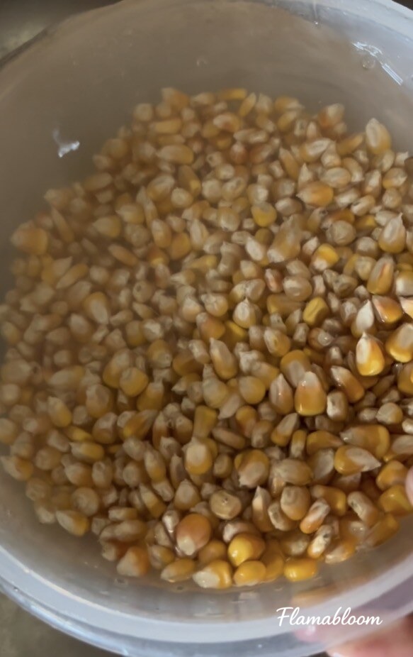 Hạt ngô đã được ngâm nước trong một hộp nhựa.