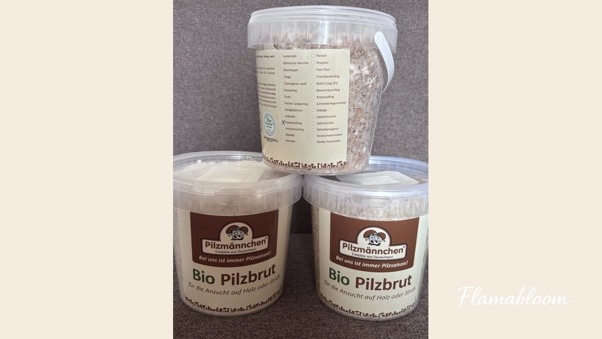 Ba hộp giống nấm Pilzmännchen được đặt chồng lên nhau trước khi nhân giống.